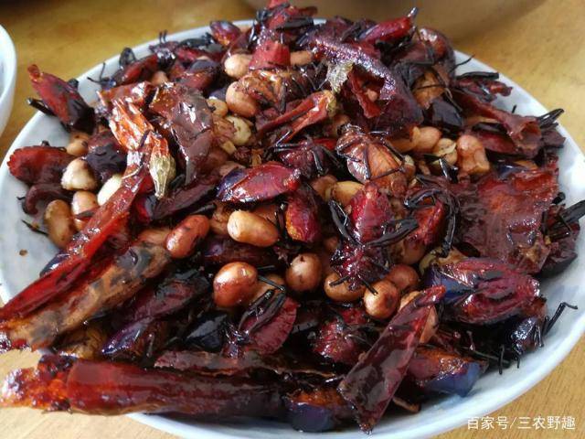 过去农民见到就踩死如今500元一斤成稀罕货油炸一下就是美味