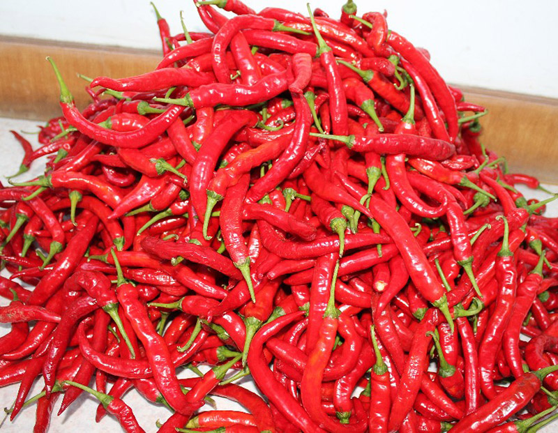 鸡泽红辣椒品种获农业部登记证书