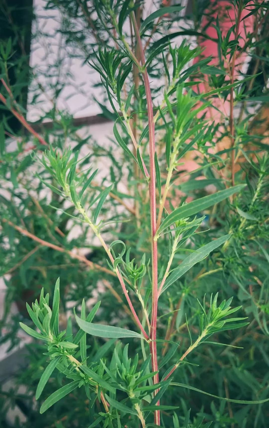 柒零社来做扫帚的扫帚苗被誉为野菜之王很少人吃过