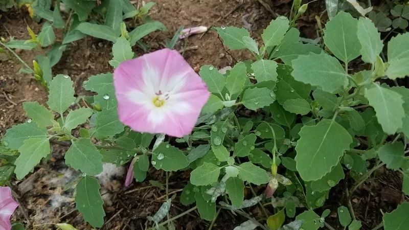 润芳夏日盛开打碗花摘打碗碗花会打碗