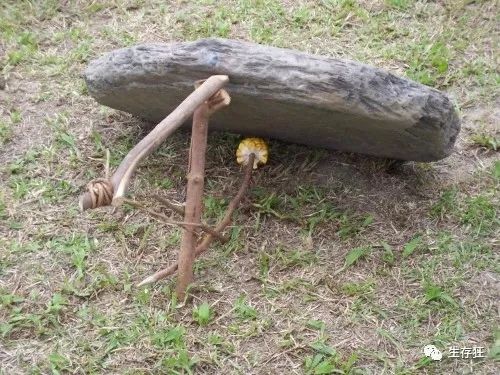 食物在哪里你需要一个户外陷阱