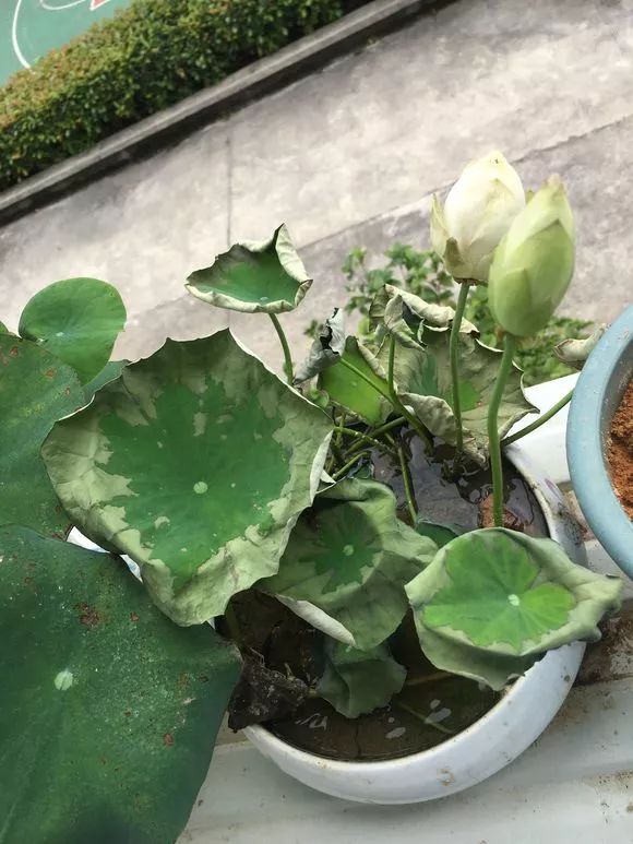 5种花就是抽水机夏天别缺水一缺就蔫3天就死透了