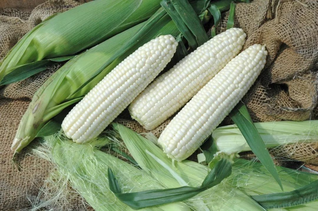 生吃爆浆甜嫩无渣媲美水果这款牛奶玉米连挑剔的小朋友都一定会爱上