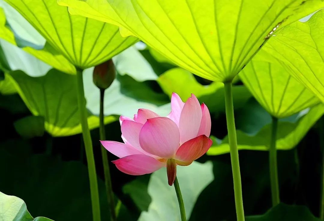 最风雅日照茶荷月季夏