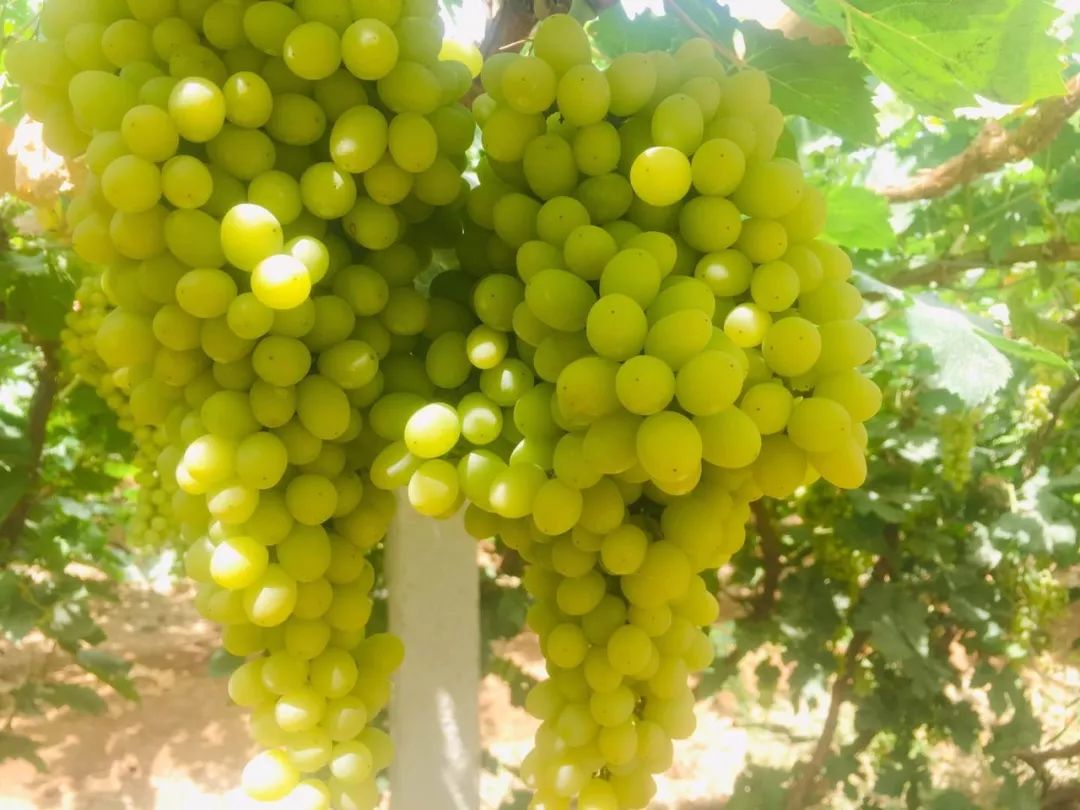 产地食材 ▎甜蜜与香甜的邂逅-新疆无核白葡萄"小糖豆"