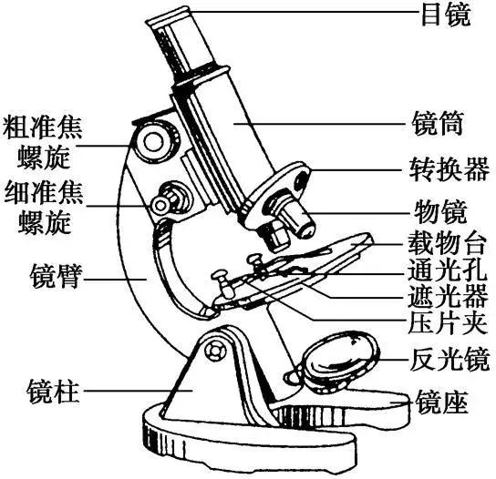 高倍显微镜结构示意图图片