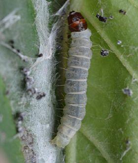 为害特点:棉褐带卷蛾寄主范围较广,可危害悬铃木,广玉兰,杨,柳,红叶