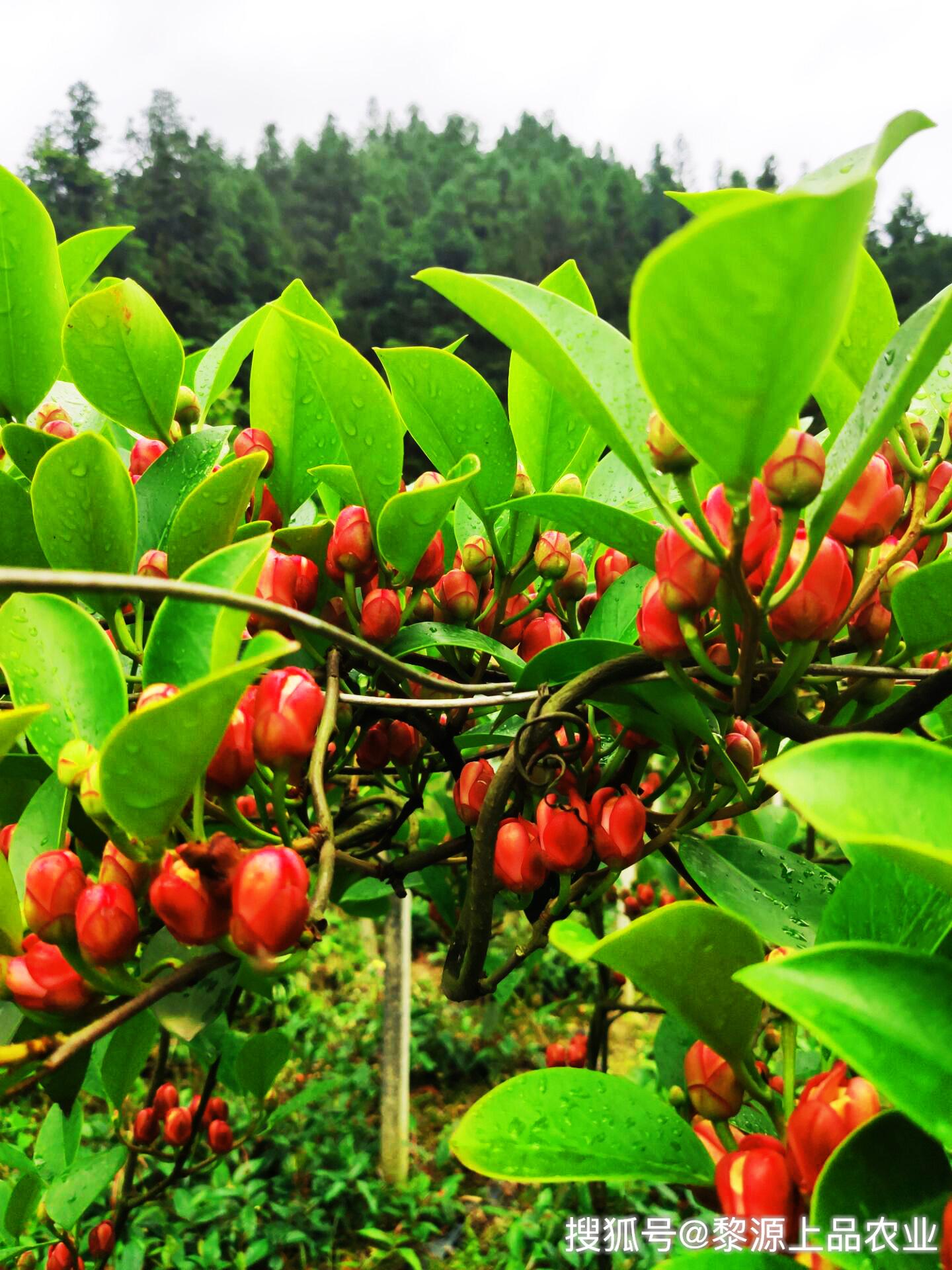 它被网友称为恶魔果实布福娜开的花很漂亮