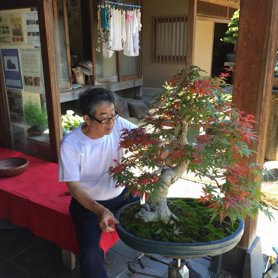 日本盆景大师园艺村荣誉村民小林国雄的春花园