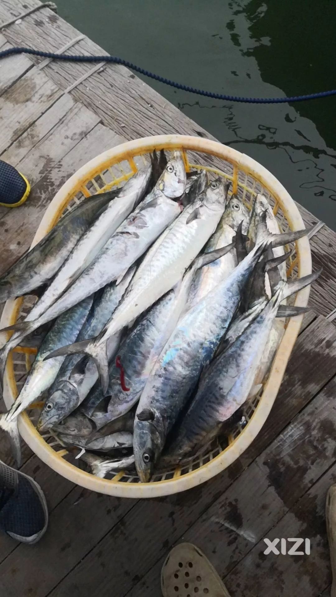 好盏有人在惠东钓到了大腿粗的马鲛鱼还是头一回见