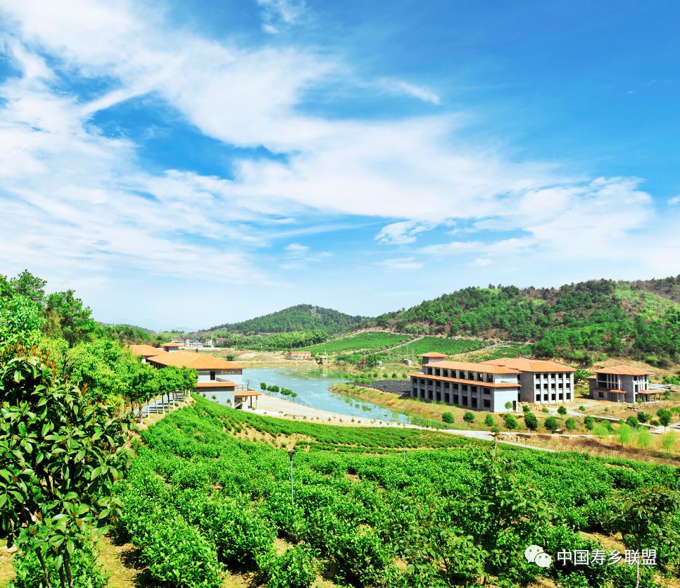 中国长寿之乡养生名优产品丨"伍员山"天目湖白茶