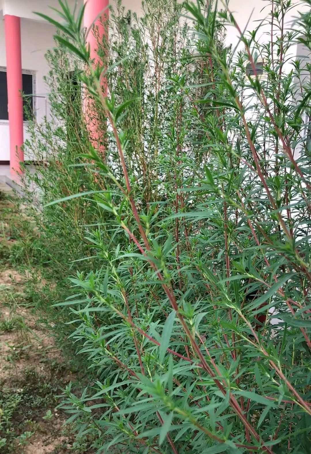 柒零社来做扫帚的"扫帚苗",被誉为"野菜之王",很少人吃过!_叶子