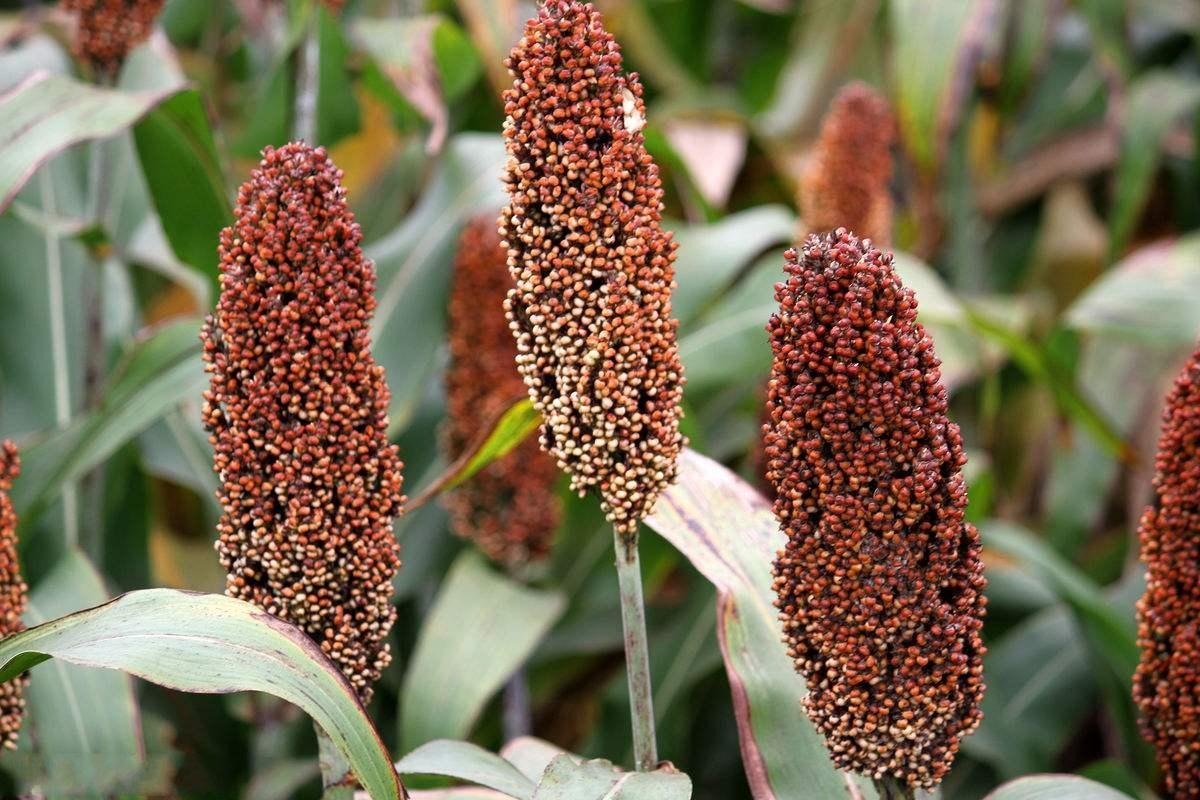 为什么酱香酒一定要使用"红缨子"高粱酿造?