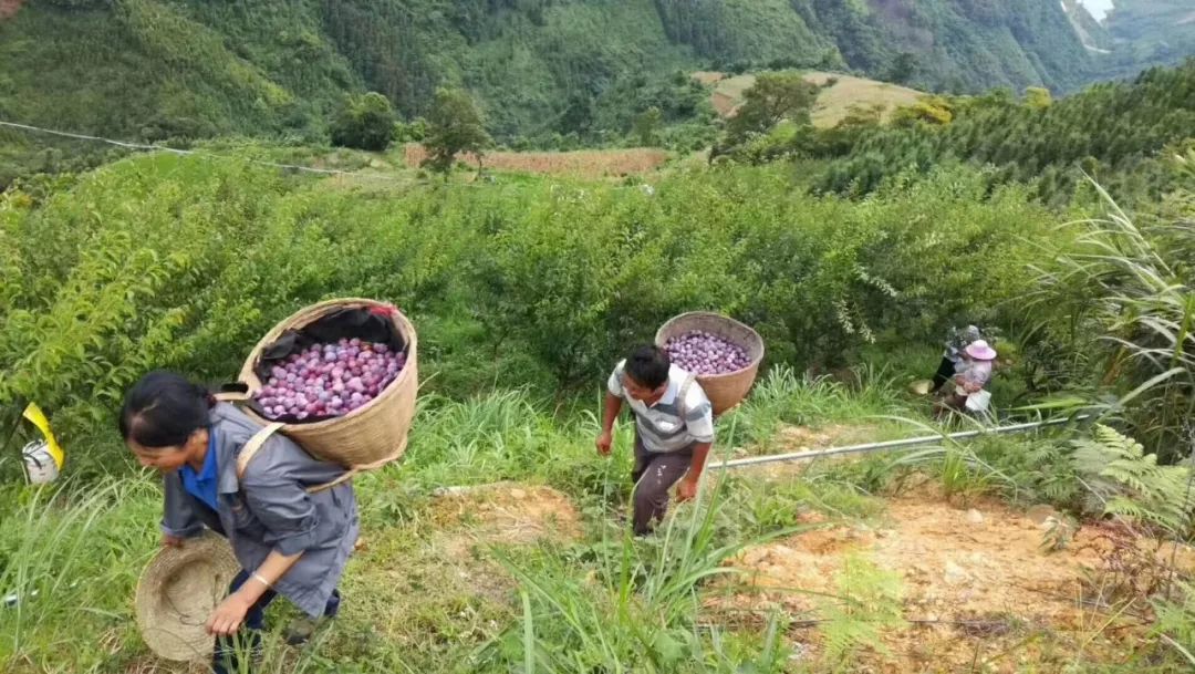 广西这种新上市的水果又要惊艳全国!_珍珠