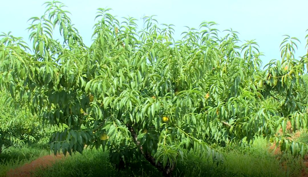 在苏家垱乡大桥村的云岭桃园种植基地 你会看到 满山遍野的黄桃树上挂