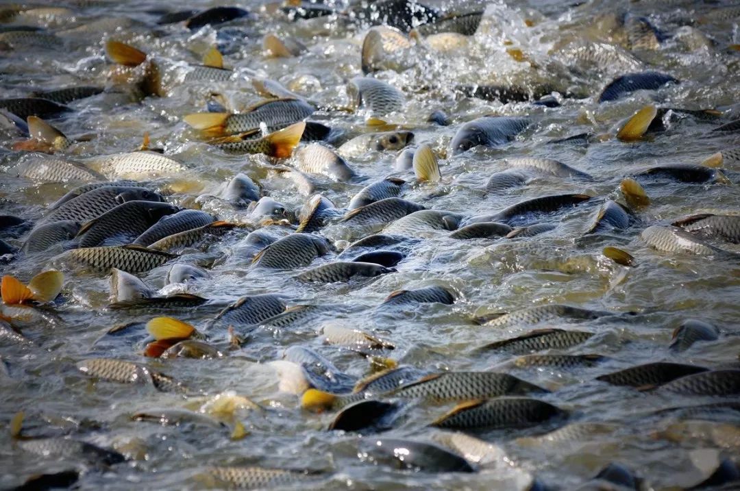 正宗万绿湖水库鱼杀到普宁多种做法瞬间引爆你的味蕾