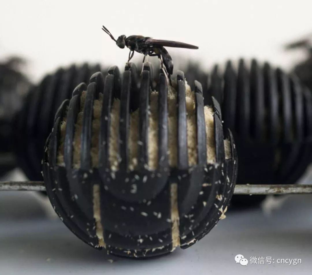 大量供应黑水虻虫卵