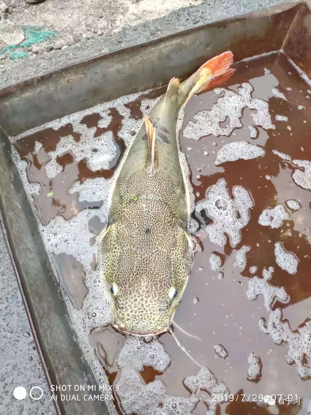 求问? 这可真少见啊! 宁河的这条河里捕到的鱼是什么品种啊?