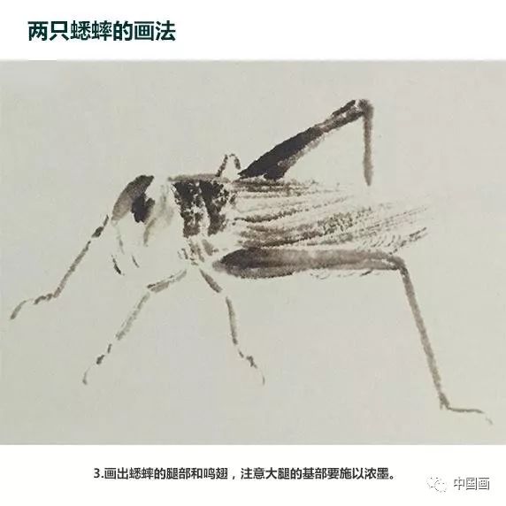 国画知识国画教程蟋蟀的画法