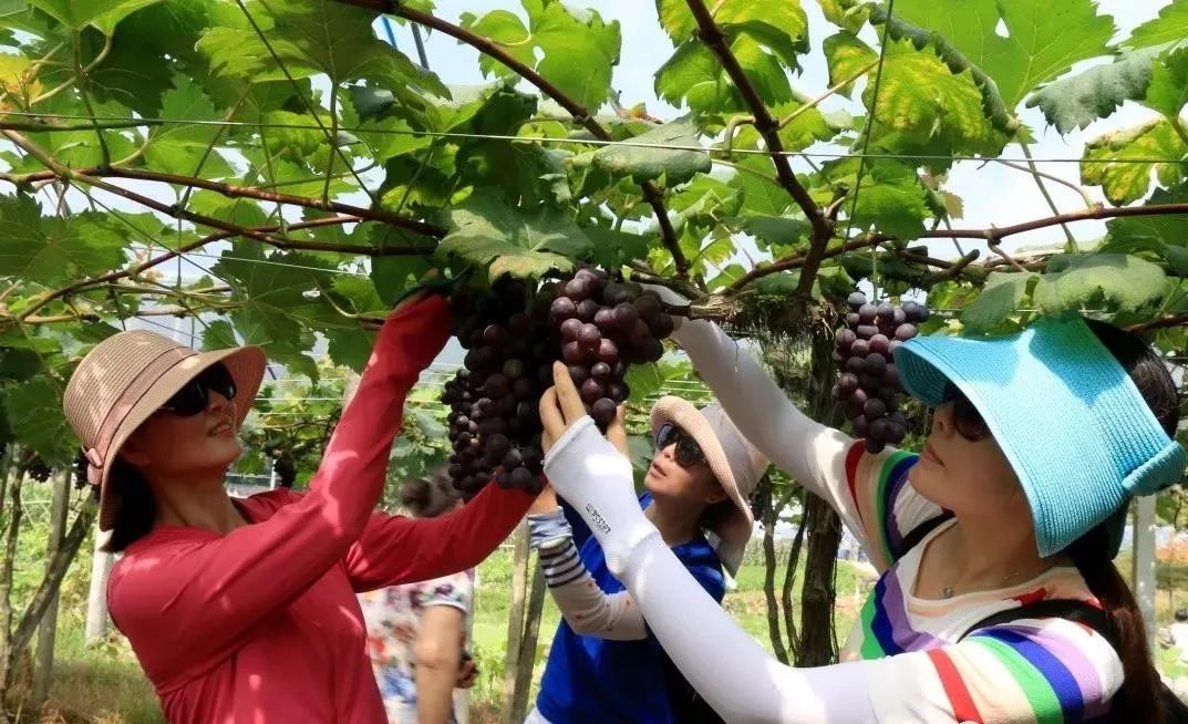 又到葡萄采摘时徽州天籁农场开园了