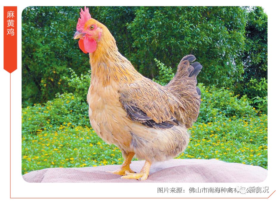 南海种禽麻黄鸡的倡导者年出苗4800万羽丨国鸡侣行