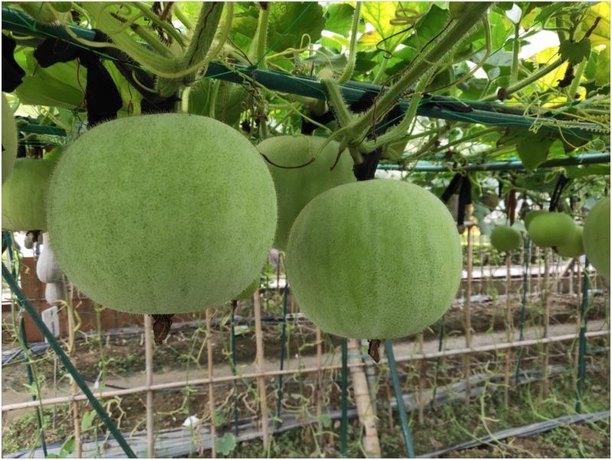 新天地香芋冬瓜种子 香芋冬瓜种子哪里买