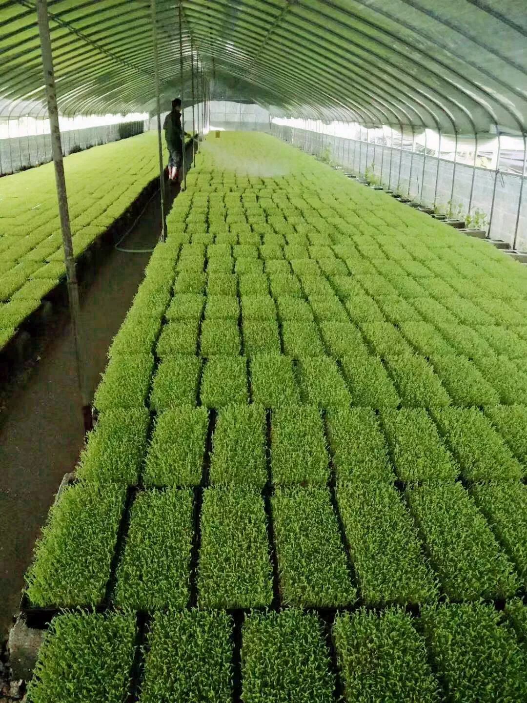 劲原来新兴这里有一个绿色天然无污染的大型芽苗菜种植基地