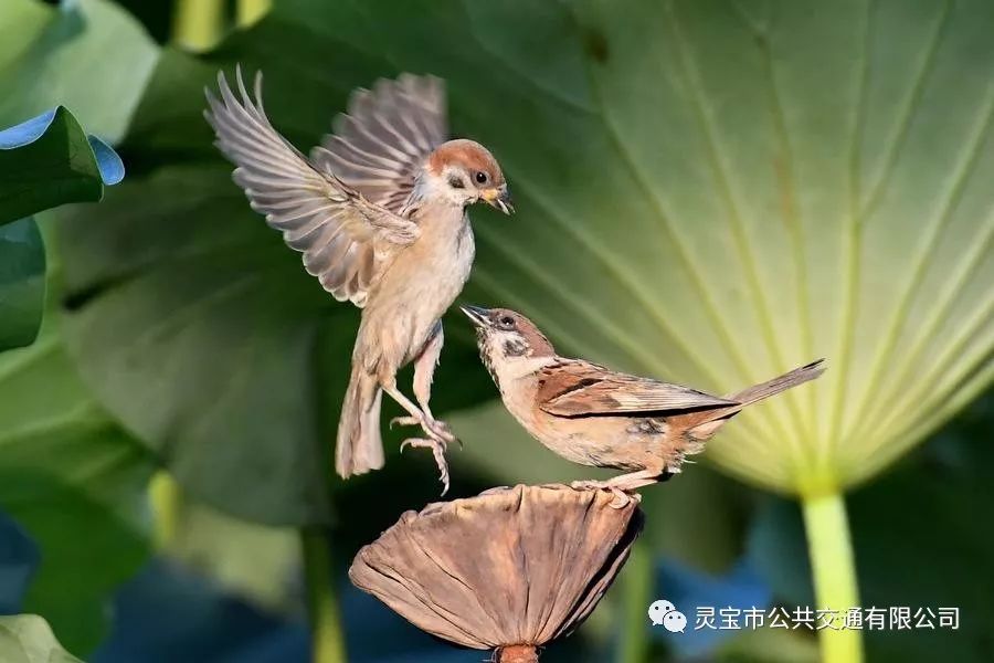 灵宝阳光山庄宴会厅图片