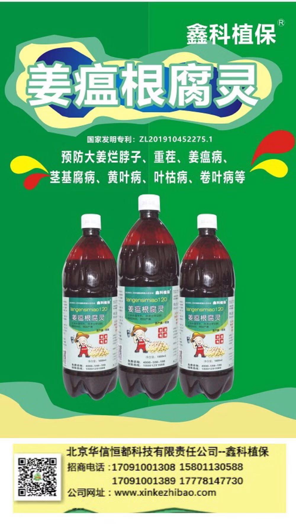 大姜烂脖子病为什么这么可怕鑫科植保公司告诉你