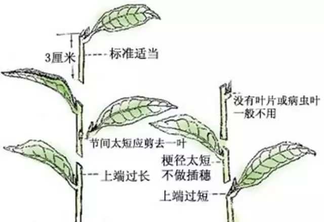 育苗必须要了解的扦插技术_繁殖