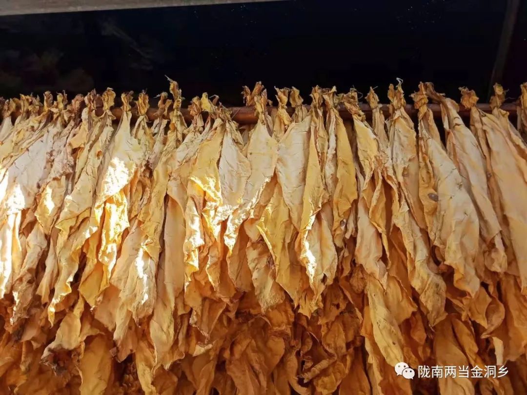 【两当金洞:产业发展】第一炉烤烟出炉啦!