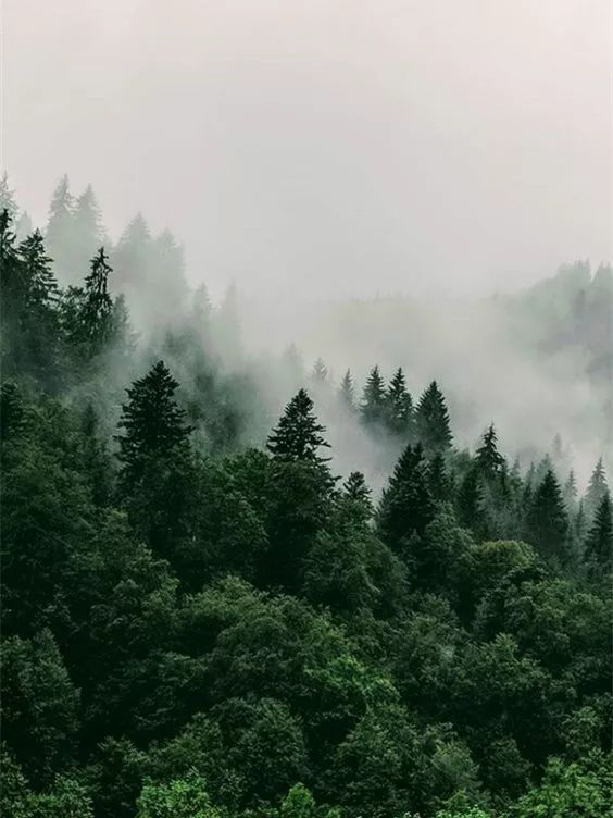 森林系花藝早晚要火雜草叢生的高級感看完降溫10度