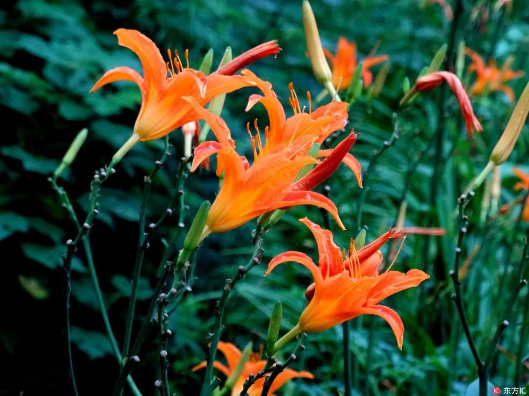 4人被送icu抢救,这些野菜千万别乱吃