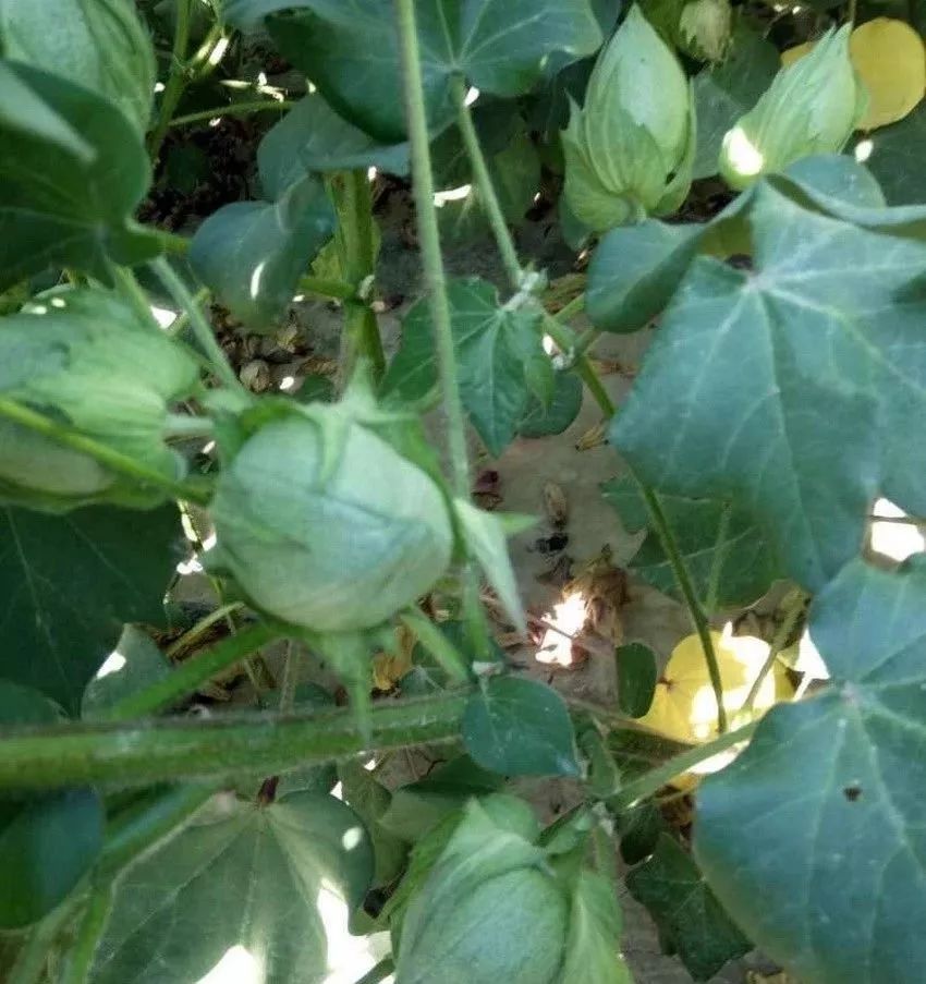 畸形棉桃形成的原因和危害