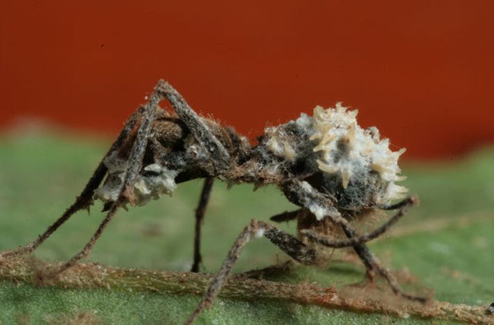 世界上最恐怖的蚂蚁图片