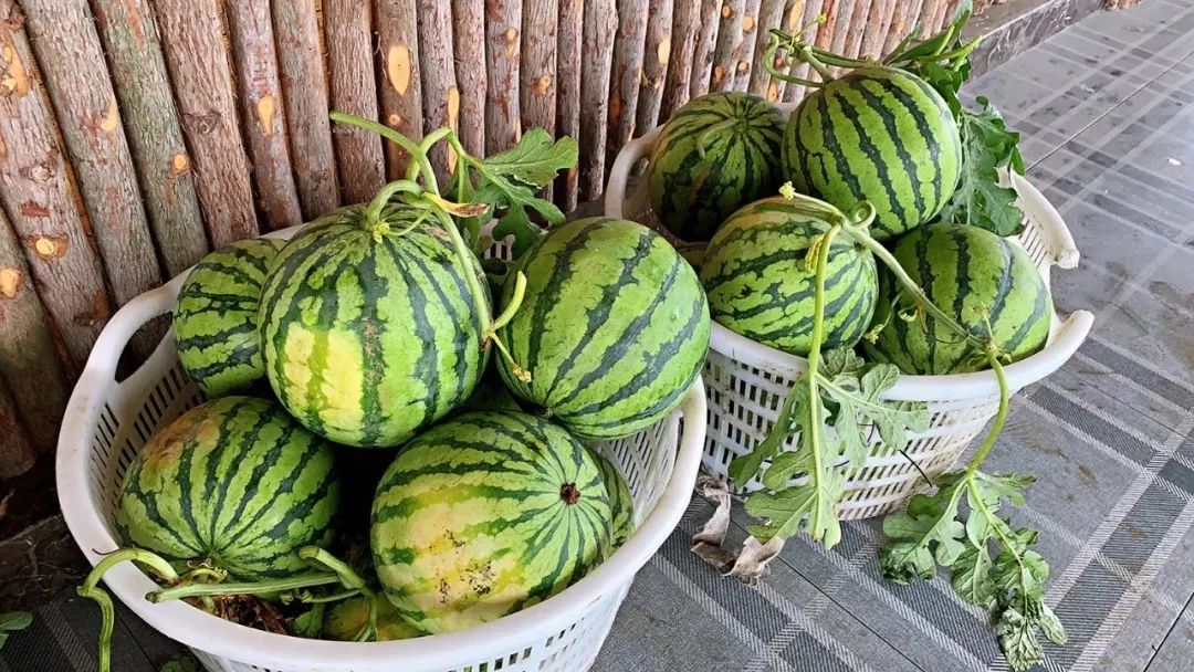 金綠源鄉野莊園盛夏的果實採摘一縷夏日的香氣