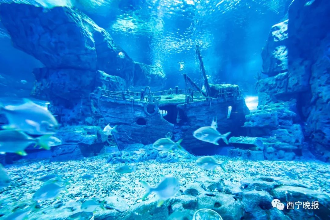 青海人还要迎来一波重要消息 每一个都超级期待 西宁人有了自己的海洋