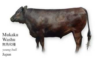类似棕牛,短角牛肉的脂肪含量也很低,虽然瘦肉偏多,可一点也不干
