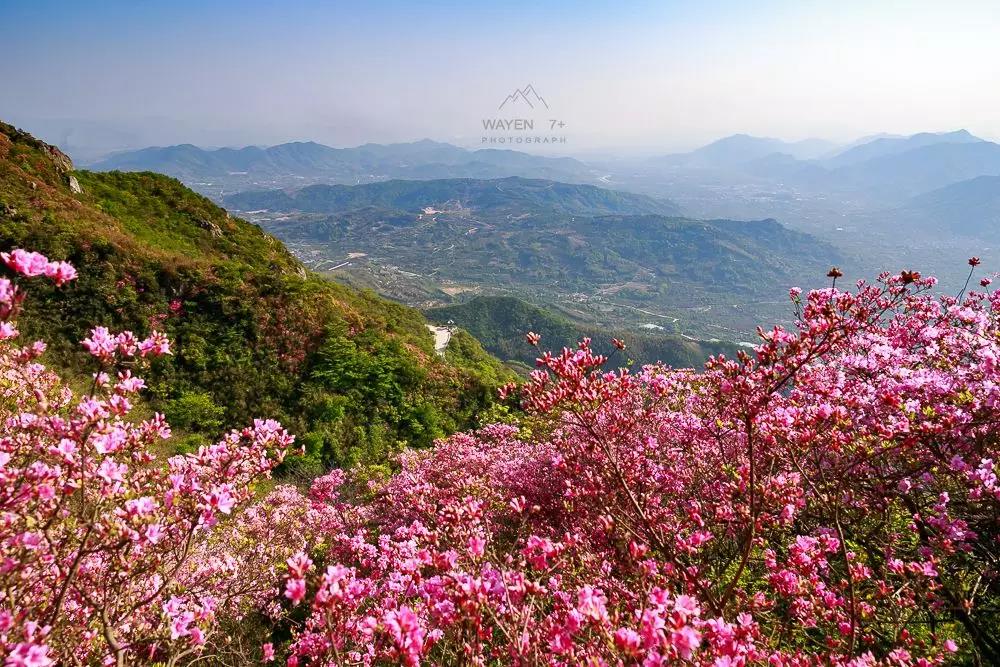 惊艳朋友圈这座山上竟藏了漫山遍野的杜鹃花美爆了