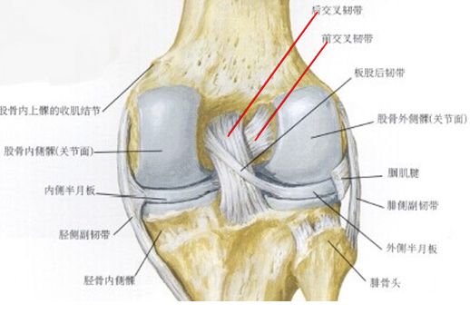 前交叉韧带的位置图片图片