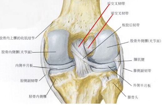 前交叉韧带示意图图片