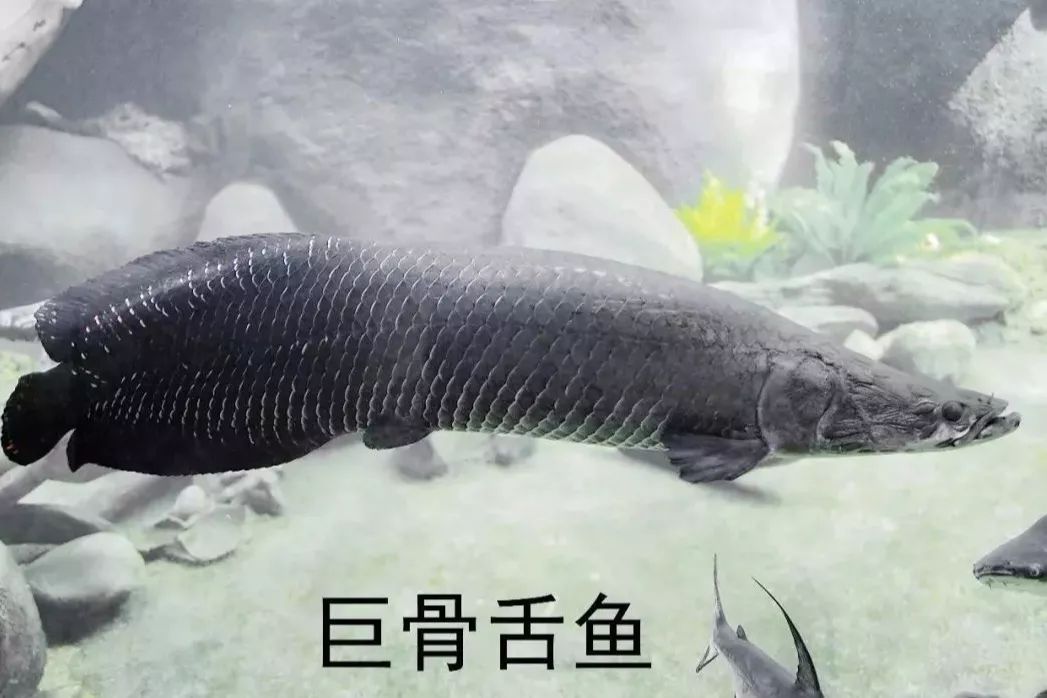 洲和非洲等地的珍稀淡水鱼这里有来自东南亚,中美洲,二楼的主题餐厅