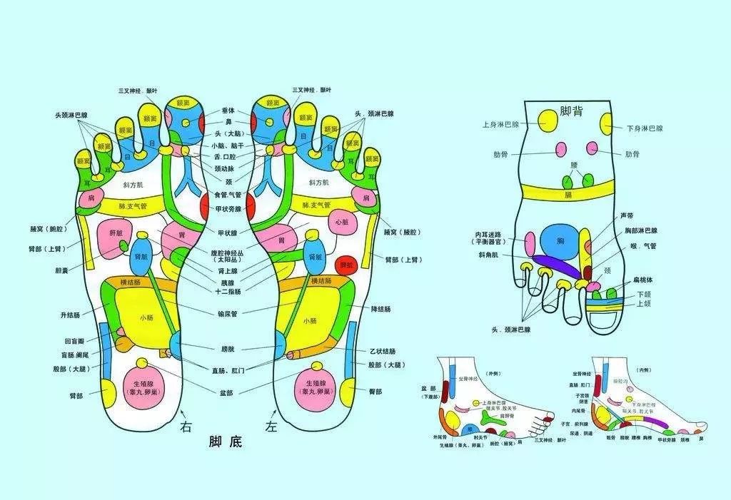 脚面反应的五脏六腑图图片