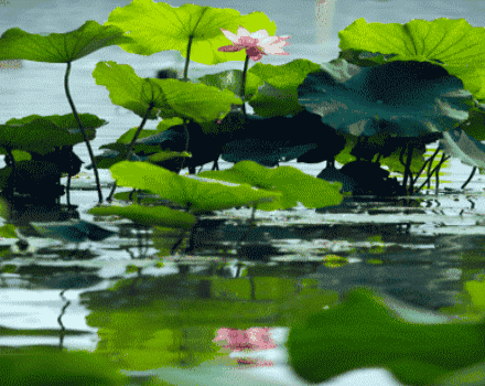 (寇准《夜度娘》"烟波")白蘋香散东风起,(晏殊《蝶恋花》"槛菊")燕子