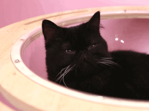 它们公然睡觉,伸懒腰里头竟然有20多个"店员"-"哼,没有吃的不给撸!