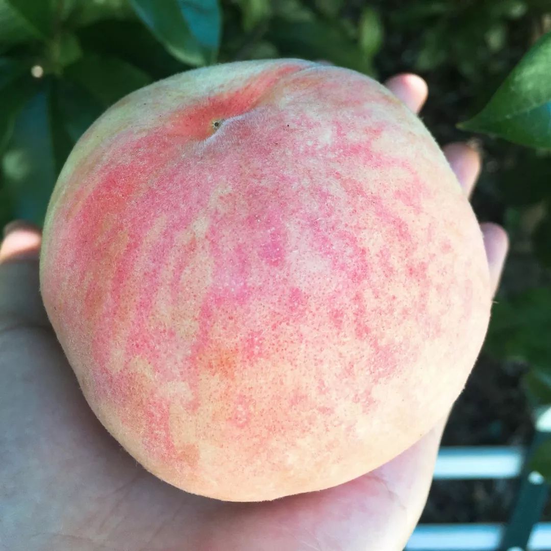 其次,"湖景"水蜜桃果形圆润,每个约4~6两(半斤左右),实实在在.