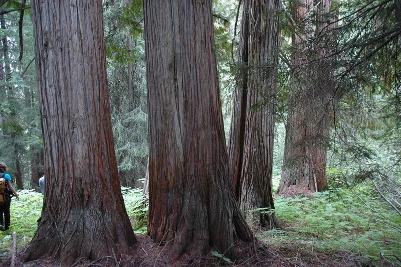 02 北非雪松树皮油诺丽籽油中的脂肪酸融入脂类基质,帮助有效成分穿透