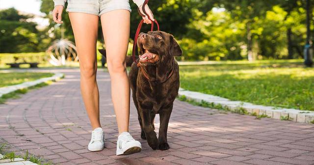狗狗爆冲很要命怎么让它不扯绳子遛主人5个方法让它乖乖随行