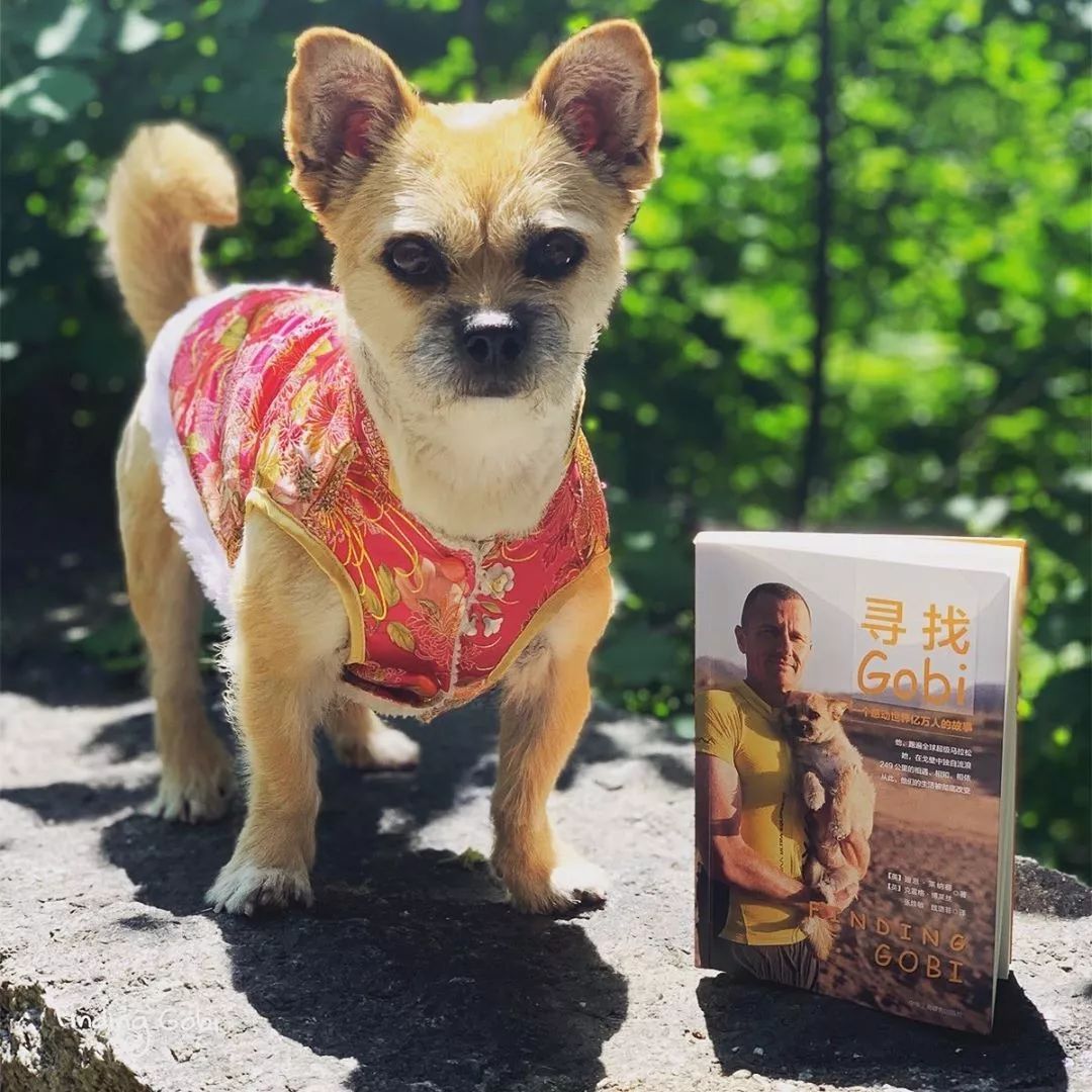 一只中国流浪狗的逆袭,爱让有缘际遇,也让缘分创造奇迹