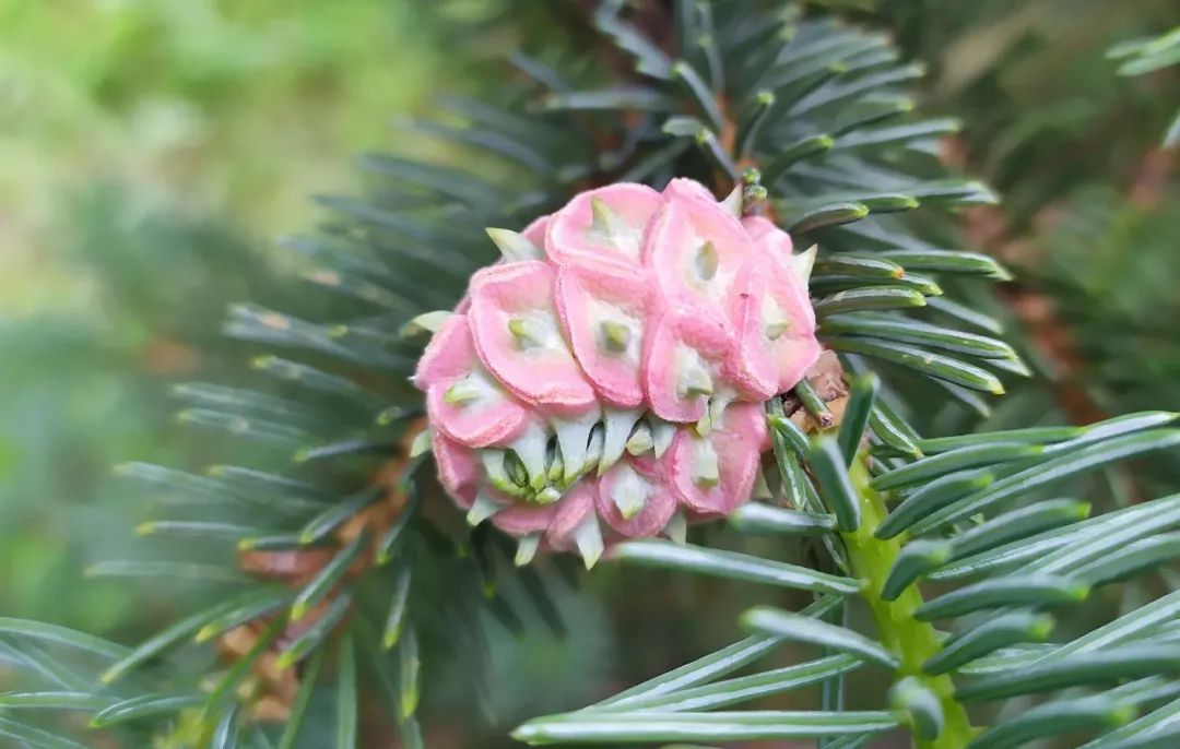 云杉树虫瘿虫瘿的形成,通常是由幼虫或是成虫食用植物的部位,并注入